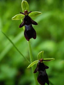 Ophrys insectifera